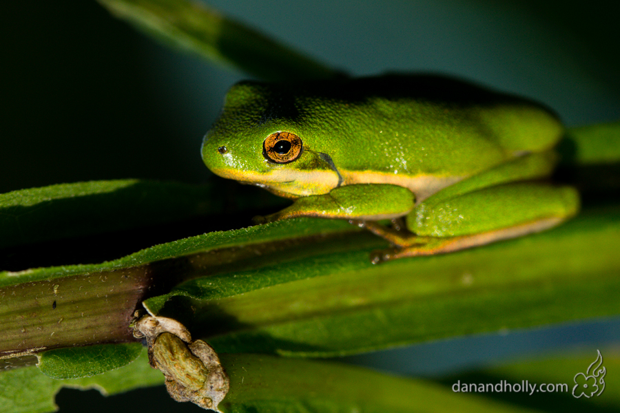 American Green Treefrog